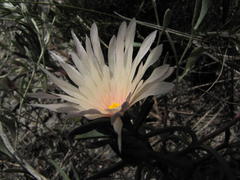 Lampranthus schlechteri