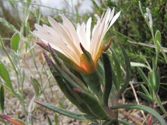 Lampranthus schlechteri