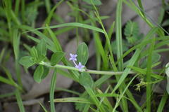 Angiospermae