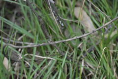 Brachythemis contaminata