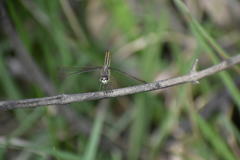 Brachythemis contaminata