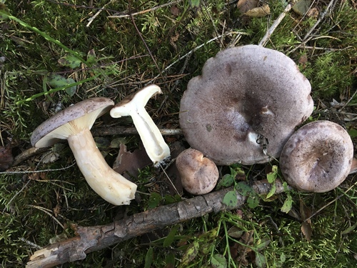 Lactarius trivialis (Fr.) Fr.