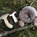 Tacked Milkcap - Photo (c) teehoo, some rights reserved (CC BY-NC-SA)