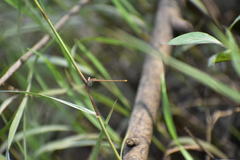 Agriocnemis pygmaea