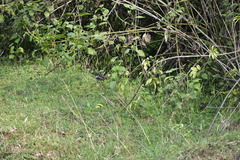Aves