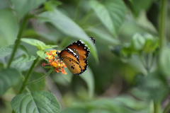 Danaus chrysippus
