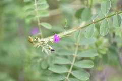 Magnoliopsida
