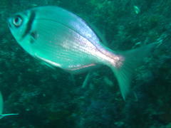 Boopsoidea inornata
