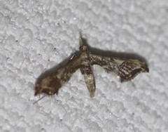 Euthrausta phoenicea