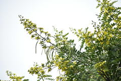 Magnoliopsida