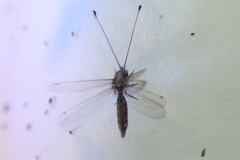 Ululodes macleayanus