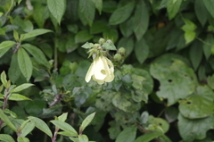 Hibiscus diversifolius