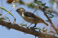 Anthoscopus musculus