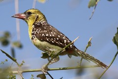 Trachyphonus margaritatus