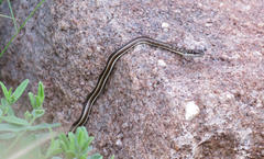 Psammophis subtaeniatus