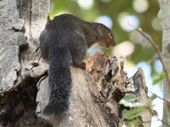 Heliosciurus gambianus