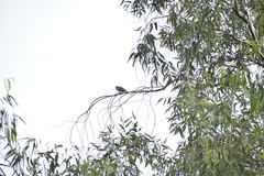 Aves