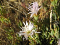 Lampranthus stenus