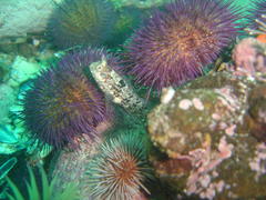 Chalaroderma ocellata