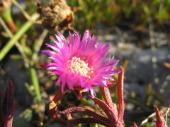 Lampranthus stenus