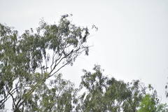 Aves
