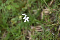 Angiospermae