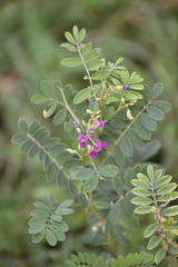 Magnoliopsida