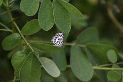Castalius rosimon