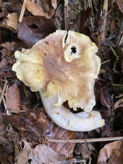 Cantharellus amethysteus