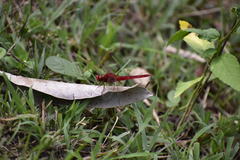 Crocothemis servilia