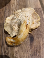 Cantharellus amethysteus