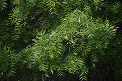 Azadirachta indica