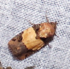 Hampsonodes naevia