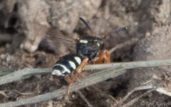 Nomada rufipes