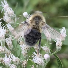 Bombus impatiens
