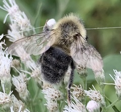Bombus impatiens