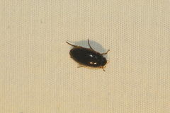 Tropisternus quadristriatus