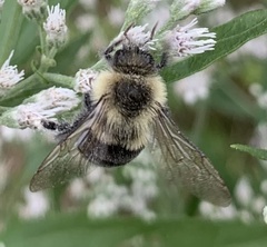 Bombus impatiens