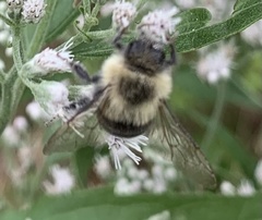 Bombus impatiens