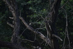 Aves