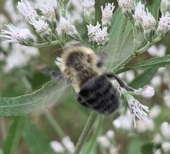 Bombus impatiens