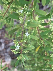 Styphelia mutica