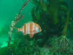 Chrysoblephus gibbiceps