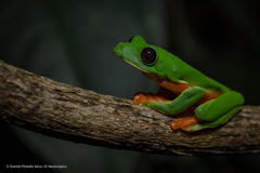 Agalychnis moreletii