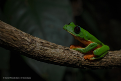 Agalychnis moreletii