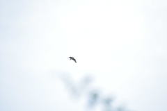 Nycticorax nycticorax