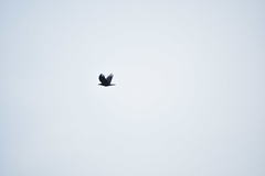 Aves