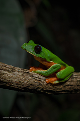 Agalychnis moreletii