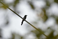 Aves