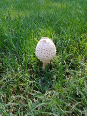 Fungi